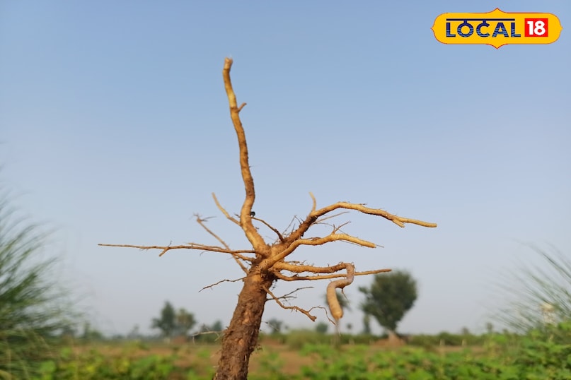 भरतपुर राजस्थान 