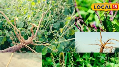 दांतों की बीमारियों का आयुर्वेदिक इलाज