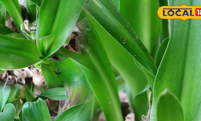 Health Tips: कान दर्द से हैं परेशान? आजमाएं इस पौधे का रस, कुछ ही समय में मिल जाएगी राहत