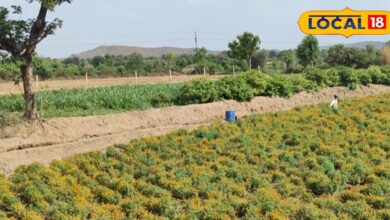 Agriculture Tips: गेंदा के लिए खतरनाक है पत्ती धब्बा और झुलसा रोग, जानें समय पर बचाव के कारगर तरीके