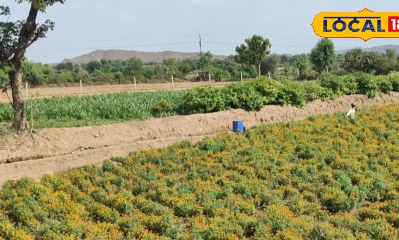 Agriculture Tips: गेंदा के लिए खतरनाक है पत्ती धब्बा और झुलसा रोग, जानें समय पर बचाव के कारगर तरीके