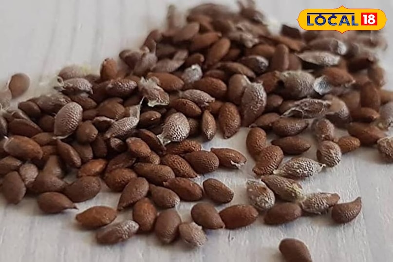 Gardening Tips: बालकनी में कीवी उगाएं, जानें आसान स्टेप्स. Gardening Tips: बालकनी में कीवी उगाएं, जानें आसान स्टेप्स.