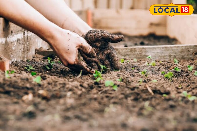 Gardening Tips: बालकनी में कीवी उगाएं, जानें आसान स्टेप्स. Gardening Tips: बालकनी में कीवी उगाएं, जानें आसान स्टेप्स.