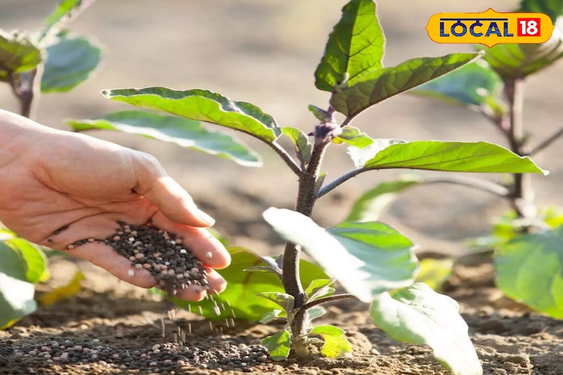 Gardening Tips: बालकनी में कीवी उगाएं, जानें आसान स्टेप्स. Gardening Tips: बालकनी में कीवी उगाएं, जानें आसान स्टेप्स.
