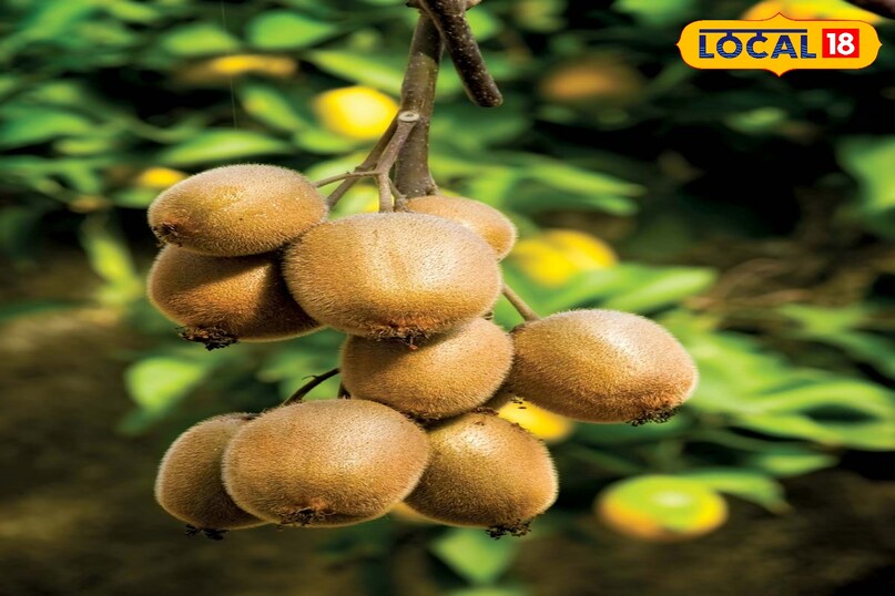 Gardening Tips: बालकनी में कीवी उगाएं, जानें आसान स्टेप्स. Gardening Tips: बालकनी में कीवी उगाएं, जानें आसान स्टेप्स.