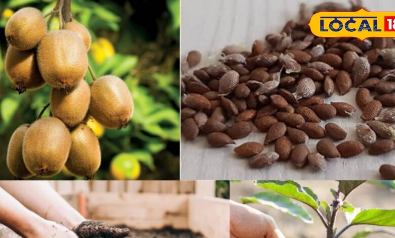 Gardening Tips: बालकनी में कीवी उगाएं