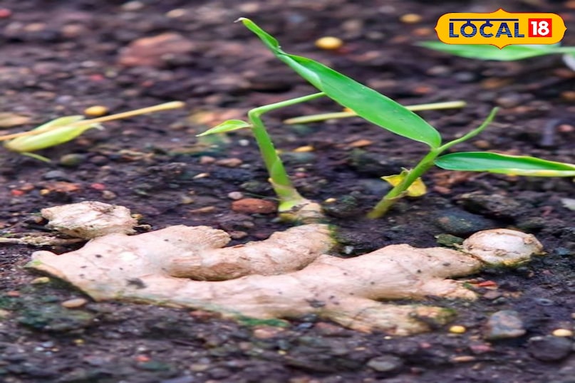 रोपण का सही तरीका अदरक का रोपण बसंत ऋतु के शुरुआत या फिर मानसून के बाद अक्टूबर में करना सबसे उत्तम होता है। गमले को तैयार मिट्टी के मिश्रण से लगभग 3/4 भाग तक भर लें। अदरक के टुकड़ों को मिट्टी के ऊपर रखें, इस तरह कि अंकुर वाला हिस्सा (आँख) ऊपर की ओर रहे। अब अदरक के टुकड़ों को 1-2 इंच मिट्टी से हल्के से ढक दें।