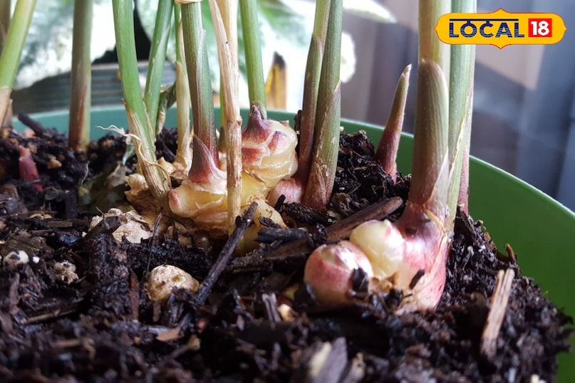 गमला और मिट्टी का चयन अदरक की जड़ें फैलने वाली होती हैं इसलिए गमले का चुनाव ज़रूरी है। गमला चौड़ा और गहरा होना चाहिए। कम से कम 12-14 इंच गहरा और 12-15 इंच चौड़ा गमला आदर्श है। गमले के तले में जल निकासी के छेद होने चाहिए। अदरक को ढीली, भुरभुरी और जैविक पदार्थों से भरपूर मिट्टी पसंद है। मिट्टी में पानी का निकास अच्छा होना चाहिए।