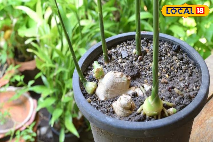 देखभाल कैसे करें गमले को ऐसी जगह रखें जहाँ तेज़ धूप न आती हो। अदरक को हल्की छाँव या आधी धूप वाली जगह पसंद है। इसे सीधी तेज़ धूप में रखने से इसकी पत्तियाँ जल सकती हैं। घर के अंदर रखें तो ऐसी खिड़की के पास रखें जहाँ सुबह की हल्की धूप आती हो। मिट्टी को नम रखें, गीला नहीं। अधिक पानी देने से अदरक सड़ सकती है। 