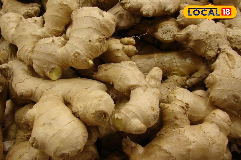 कटाई रोपण के लगभग 4-5 महीने बाद आप यंग जिंजर या हरी अदरक की कटाई कर सकते हैं। यह नरम, पतली छिलके वाली और कम तीखी होती है। ज़रूरत के हिसाब से पौधे की कुछ जड़ें निकाल लें और बाकी को बढ़ने दें। पूरी तरह से विकसित और परिपक्व अदरक पाने के लिए 8-10 महीने का इंतज़ार करना पड़ता है।जब पौधे की पत्तियाँ पीली पड़कर सूखने लगें तो समझ जाएँ कि अदरक तैयार है।