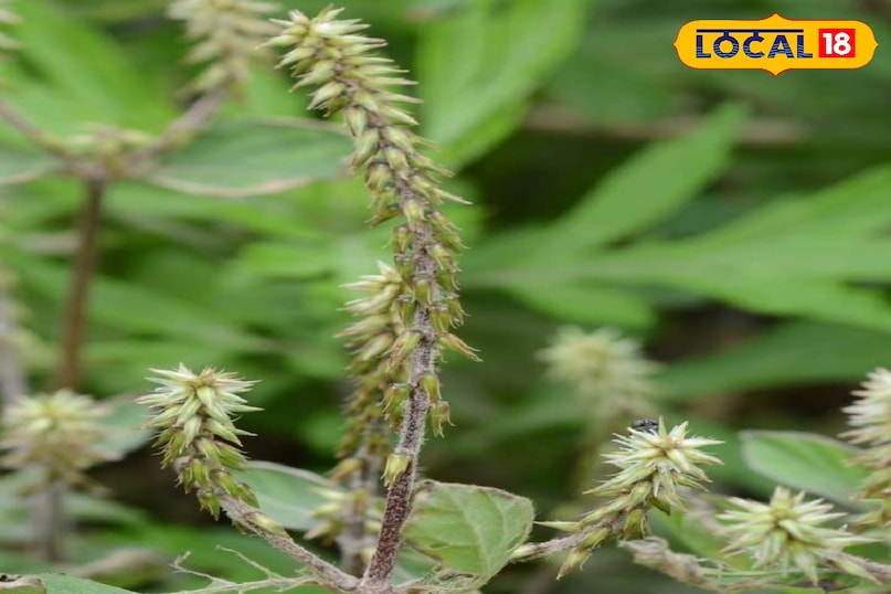 हेल्थ टिप्स 