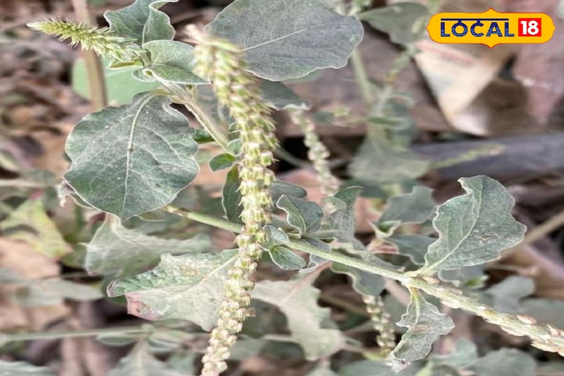 हेल्थ टिप्स 