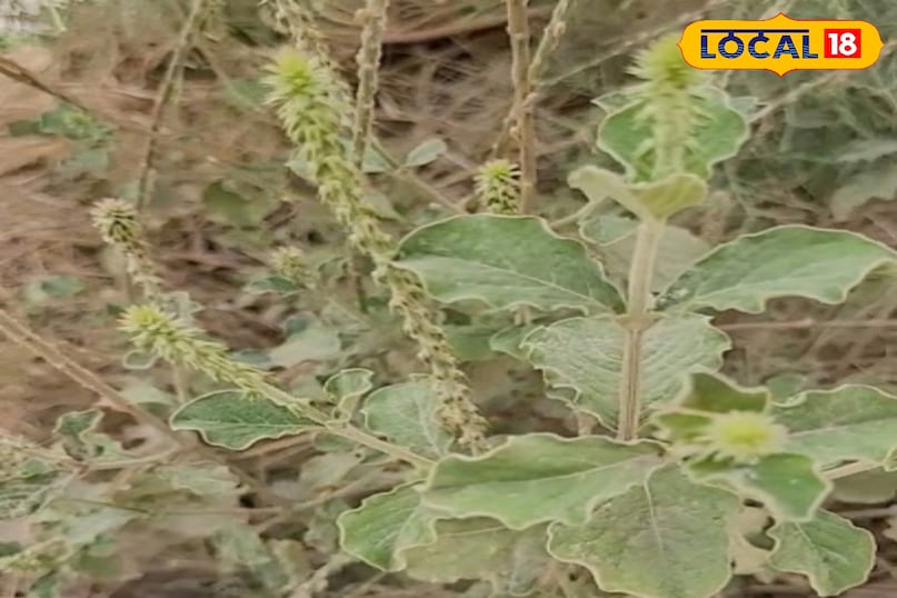 हेल्थ टिप्स 