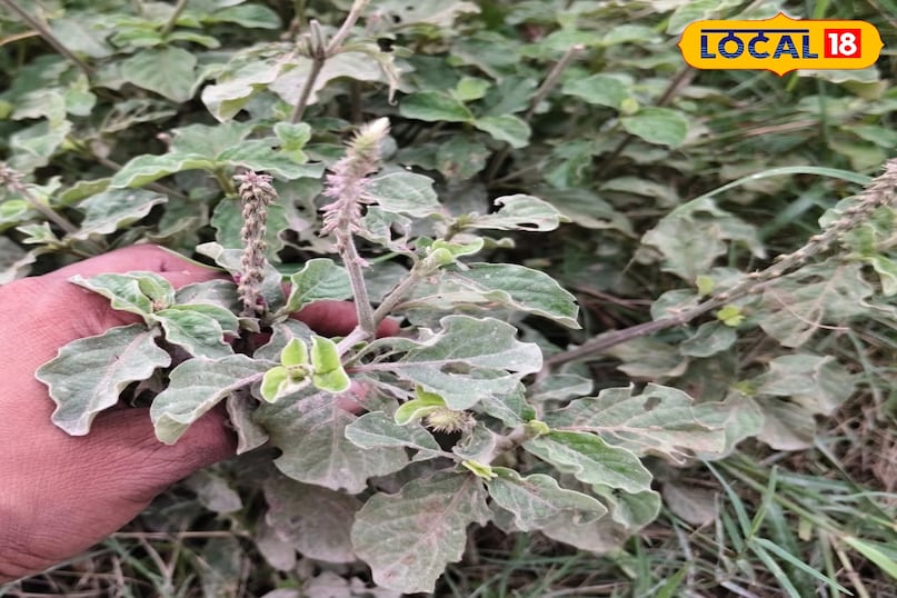 हेल्थ टिप्स 