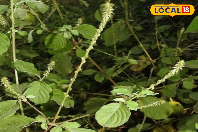 हेल्थ टिप्स 