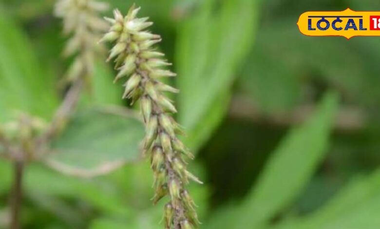 Health Tips: खरपतवार नहीं जादू ! चिरचिटा के औषधीय गुण बनाते हैं शरीर को शक्तिशाली और रोगमुक्त