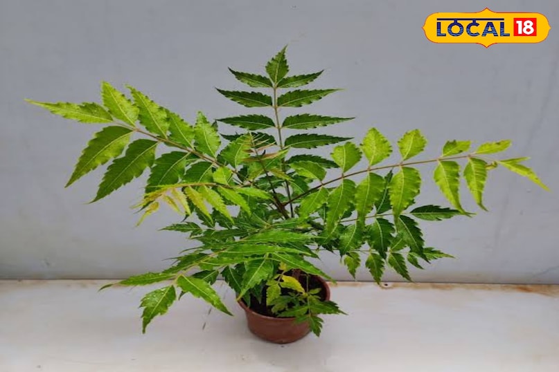 घर में लगाएं 5 आयुर्वेदिक पौधे और बनाएं प्राकृतिक फार्मेसी.