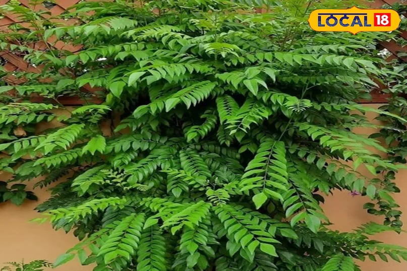 घर में लगाएं 5 आयुर्वेदिक पौधे और बनाएं प्राकृतिक फार्मेसी.