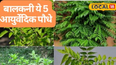 5 Ayurvedic Plants for Your Balcony