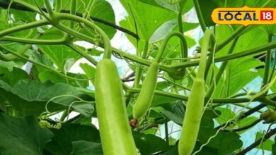 Gardening Tips: सर्दियों में आसानी से घर में ही लगाए लौकी की बेल, 60 दिन में ही आ जाएगी फ्रूटिंग
