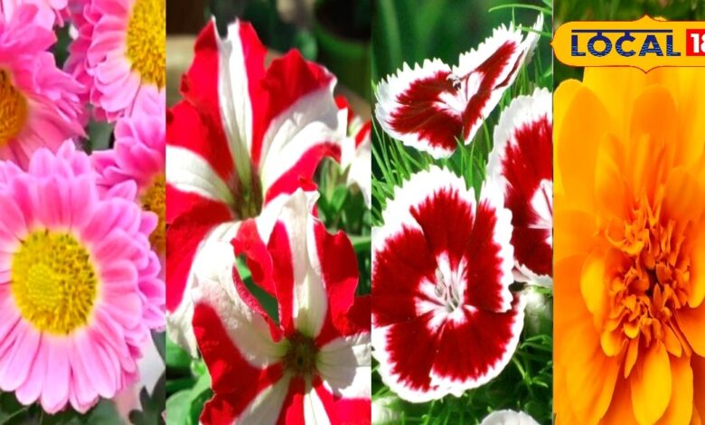 Gardening Tips: कम देखभाल में भी सर्दियों में खिले रहेंगे ये 5 खूबसूरत फूल, घर-आंगन महक उठेगा - Rajasthan News