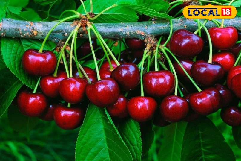 चेरी चेरी को यूरिक एसिड के लिए सबसे प्रभावी फल माना जाता है। चेरी में एंथोसायनिन नामक एंटी-इंफ्लेमेटरी यौगिक होते हैं। ये यूरिक एसिड के क्रिस्टल्स को तोड़ने और उनके कारण होने वाली सूजन व दर्द को कम करने में मदद करते हैं। ताज़ा चेरी, ड्राई चेरी या बिना शक्कर मिला चेरी का जूस लें। रोज़ाना 10-15 चेरीज़ खाना फायदेमंद हो सकता है।