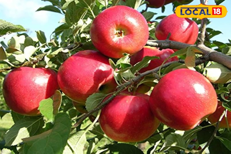 सेब सेब में मैलिक एसिड होता है जो यूरिक एसिड के प्रभाव को न्यूट्रलाइज़ करने में मदद करता है, जिससे दर्द और सूजन कम होती है। रोज़ाना एक सेब खाएं। 