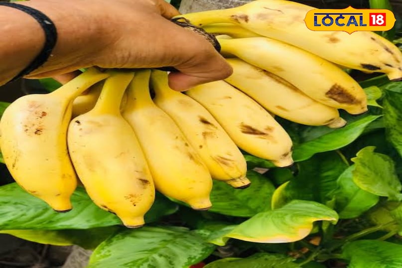 केला केला पोटैशियम से भरपूर होता है। पोटैशियम यूरिक एसिड को लिक्विड फॉर्म में बदलने में मदद करता है, जिससे वह किडनी के ज़रिए आसानी से शरीर से बाहर निकल जाता है।