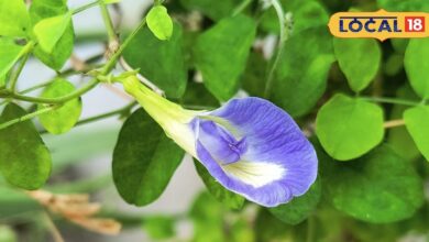 gardening tips | aparajita plant care | home remedies for plants | flower gardening | plant growth tips | indian gardening tricks | eco friendly gardening