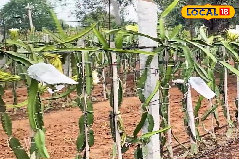 ड्रैगन फ्रूट 