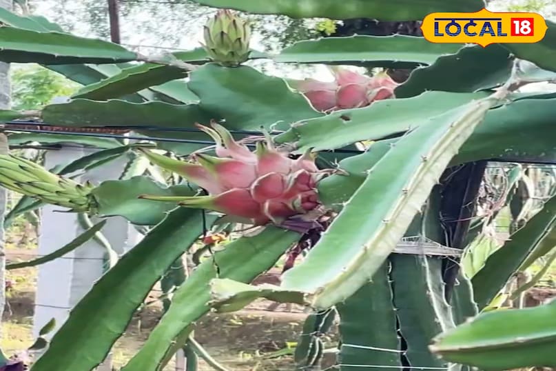 ड्रैगन फ्रूट 