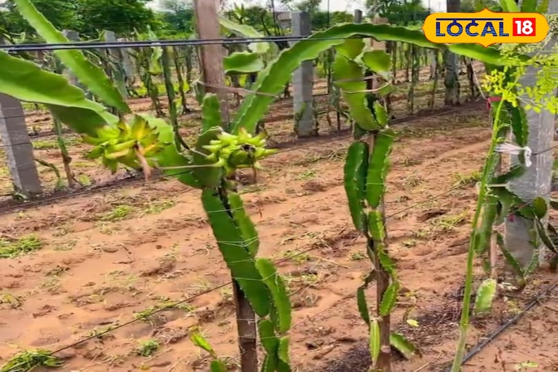 ड्रैगन फ्रूट 