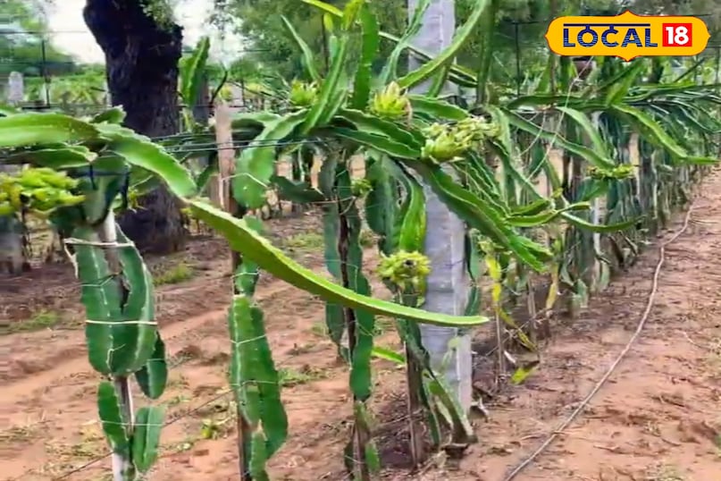 ड्रैगन फ्रूट 