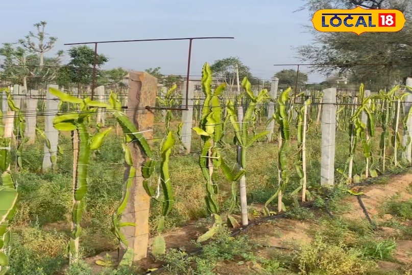 ड्रैगन फ्रूट 