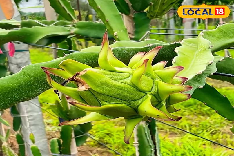 ड्रैगन फ्रूट 