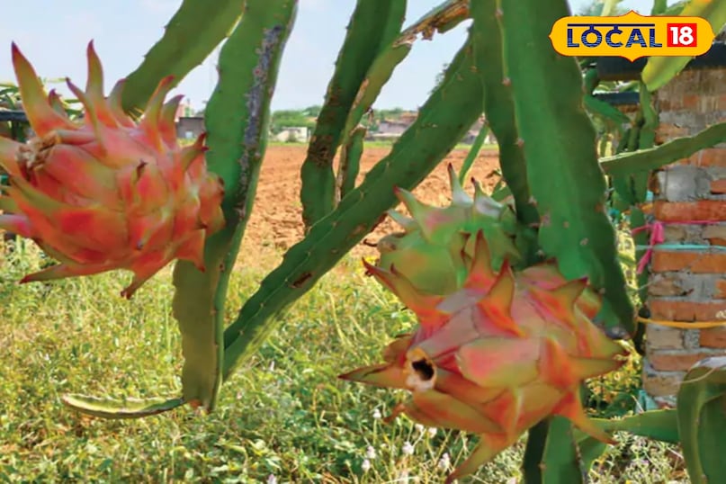 ड्रैगन फ्रूट 