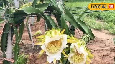 Agriculture Business Idea | High Profit Plant Farming | Long Term Farming Income | Millionaire Farming Idea | Crop Cultivation Tips | Sustainable Farming | Farmers Income 2025 | Plantation Business Idea | Agro Startup Idea