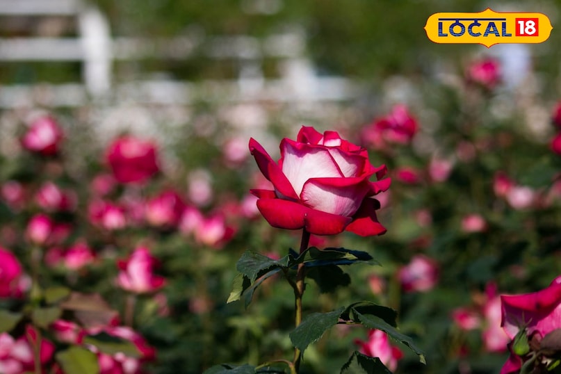 सर्दियों में गार्डनिंग के लिए बेस्ट 5 गुलाब की किस्में, जो आपके घर को महका देंगी.