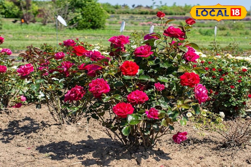 सर्दियों में गार्डनिंग के लिए बेस्ट 5 गुलाब की किस्में, जो आपके घर को महका देंगी.