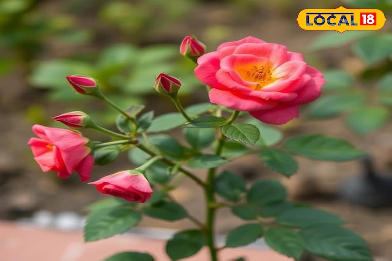 सर्दियों में गार्डनिंग के लिए बेस्ट 5 गुलाब की किस्में, जो आपके घर को महका देंगी.