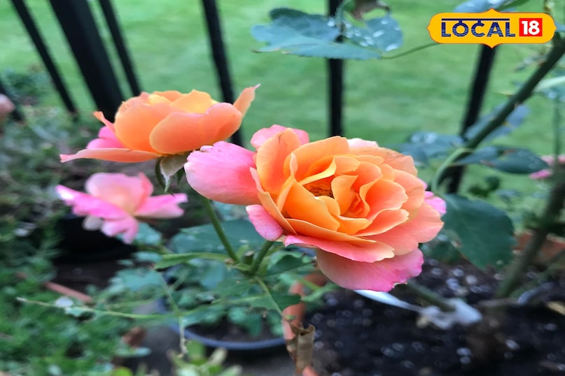 सर्दियों में गार्डनिंग के लिए बेस्ट 5 गुलाब की किस्में, जो आपके घर को महका देंगी.