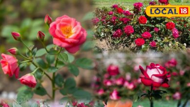 Best Rose Varieties for Winter Home Garden.