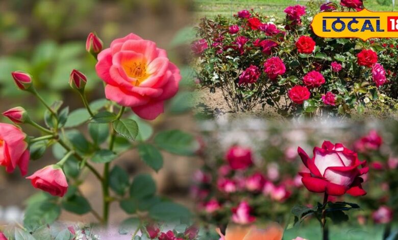 Best Rose Varieties for Winter Home Garden.