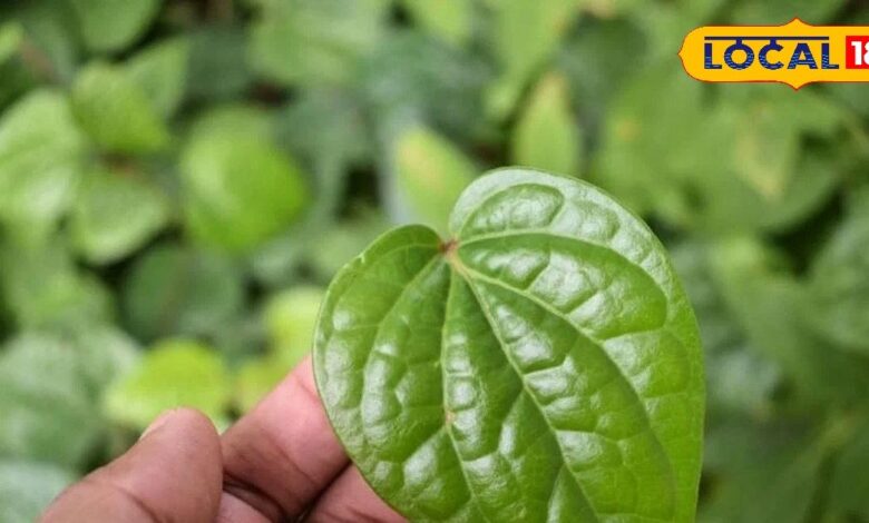 Betel Leaf for Sore Throat Relief | Ayurvedic Home Remedy.