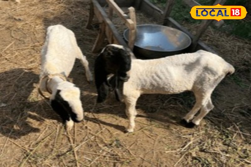 जालोर में भेड़ों में फैली रहस्यमयी बीमारी, सैकड़ों की मौत...पशुपालकों की बढ़ी चिंता