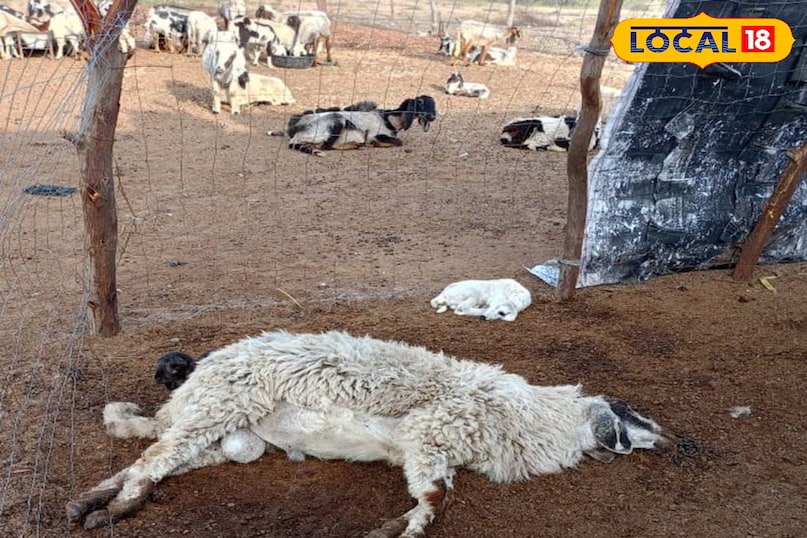 जालोर में भेड़ों में फैली रहस्यमयी बीमारी, सैकड़ों की मौत...पशुपालकों की बढ़ी चिंता