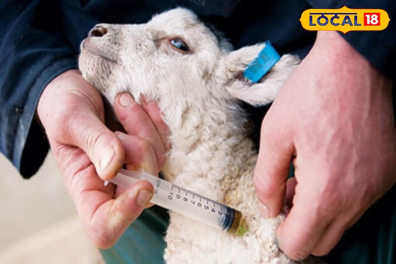 जालोर में भेड़ों में फैली रहस्यमयी बीमारी, सैकड़ों की मौत...पशुपालकों की बढ़ी चिंता