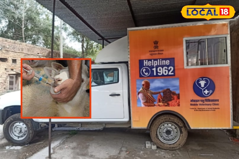 जालोर में भेड़ों में फैली रहस्यमयी बीमारी, सैकड़ों की मौत...पशुपालकों की बढ़ी चिंता