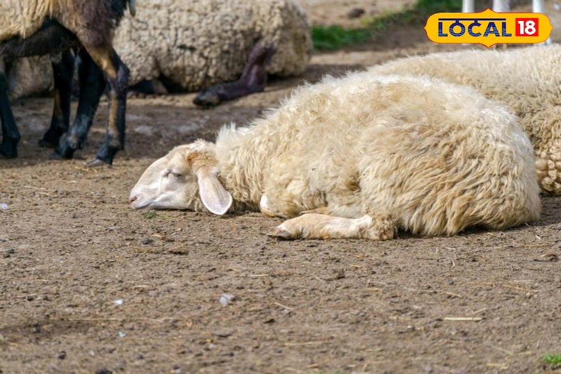 जालोर में भेड़ों में फैली रहस्यमयी बीमारी, सैकड़ों की मौत...पशुपालकों की बढ़ी चिंता