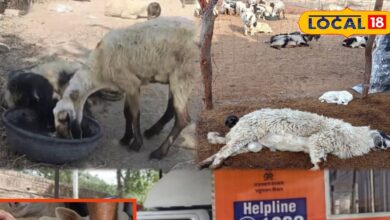 वायरल बीमारी से भेड़ों की सैकड़ों मौत, पशुपालक चिंतित